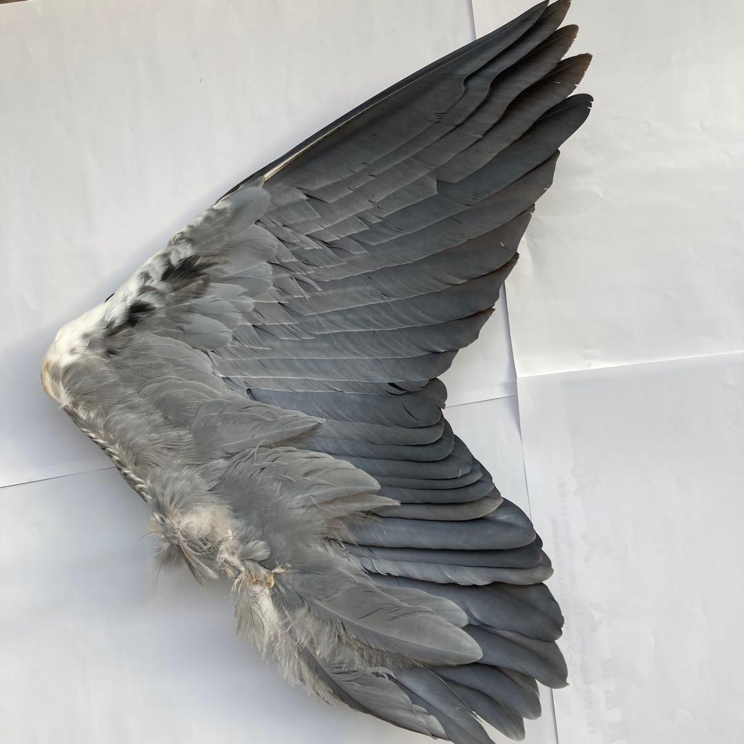 アオサギの翼標本と尾標本　鳥の羽根