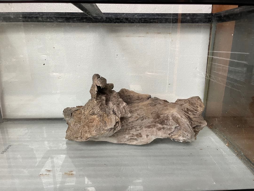 大型　☆アクアリウム　生花　テラリウム 爬虫類　天然流木 ホーンウッド　⭐︎