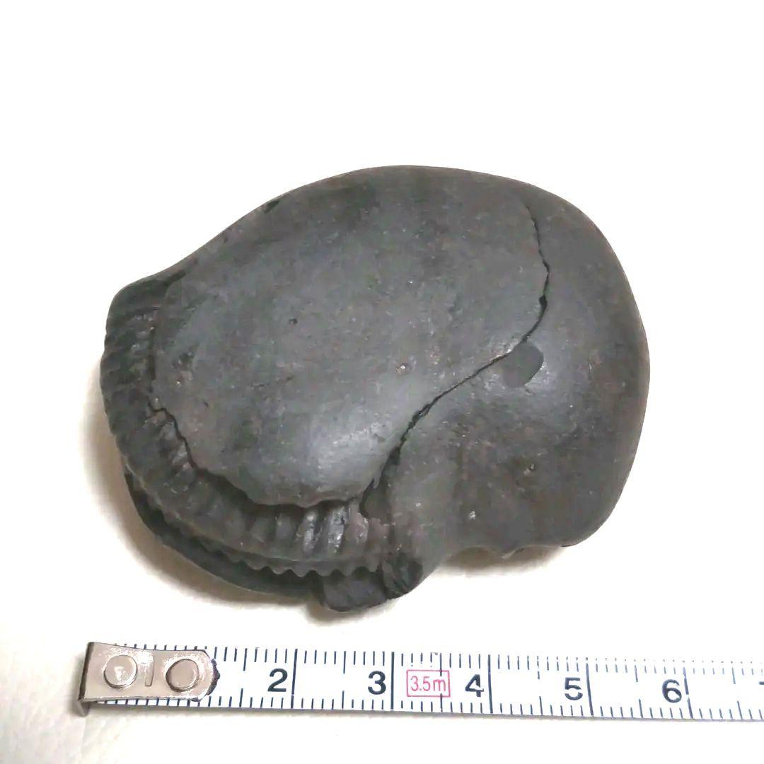 【美品】アンモナイト　3セット