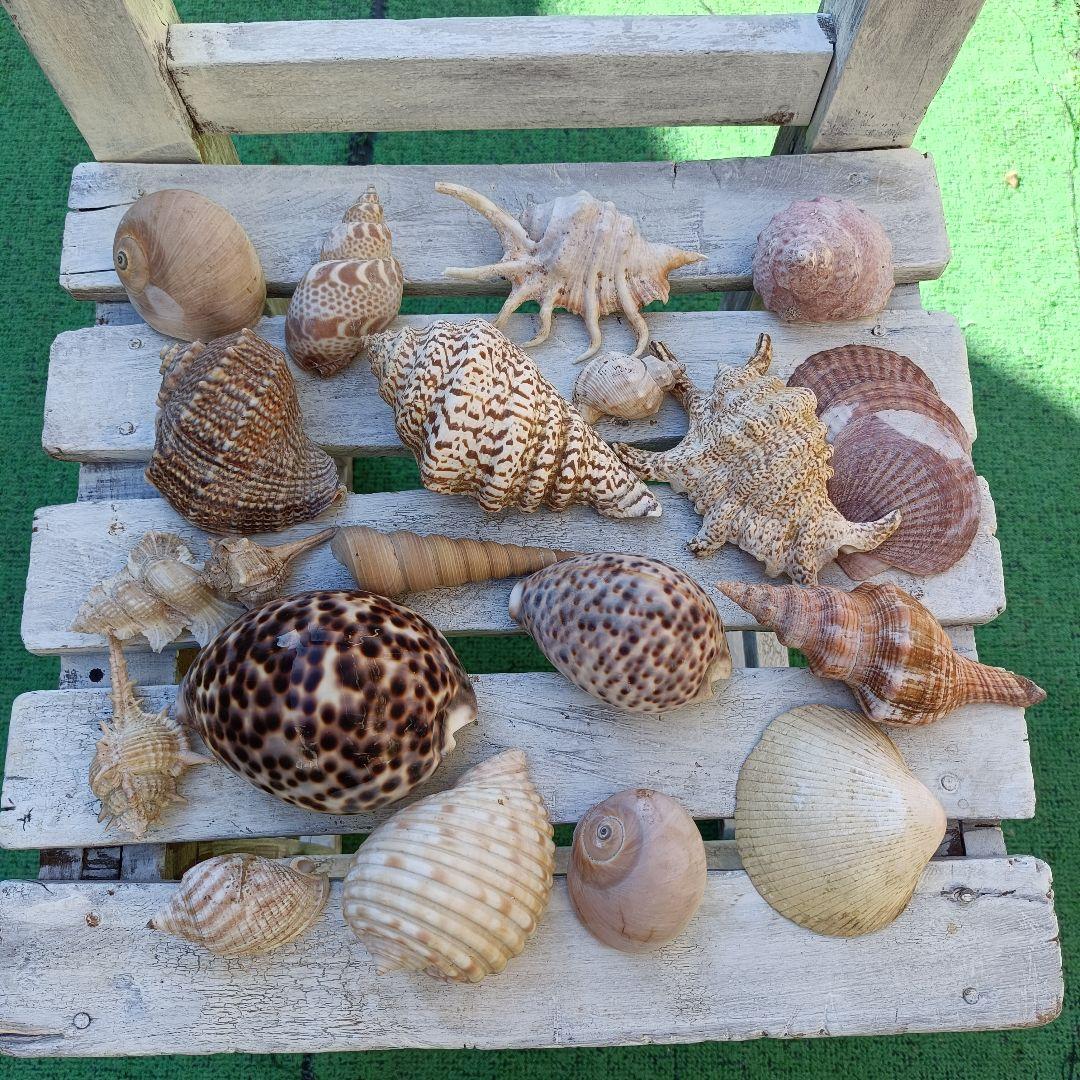 貝殻セット ホシタカラガイ ほら貝など