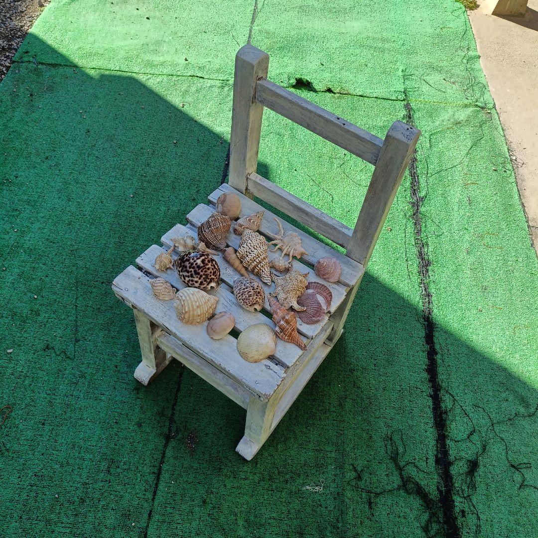 貝殻セット ホシタカラガイ ほら貝など