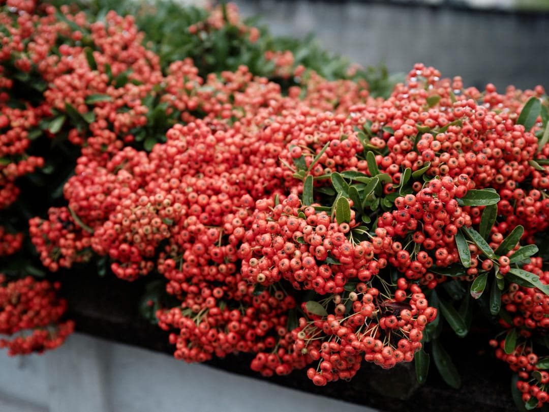 FUJIFILM GF 50mm F3.5 R LM WR レンズ