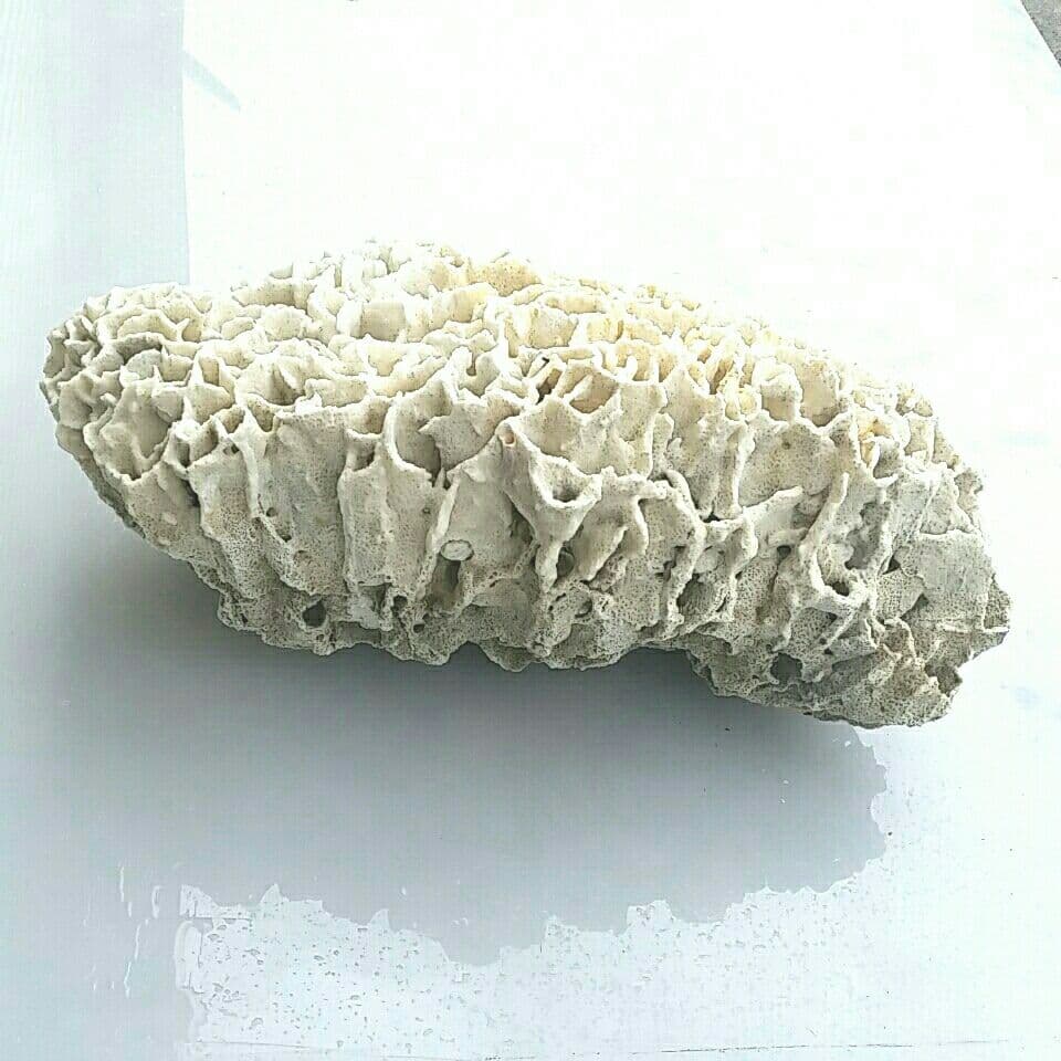 特大 飾り 珊瑚 サンゴ礁 置物 白 海水魚 水槽 レイアウト