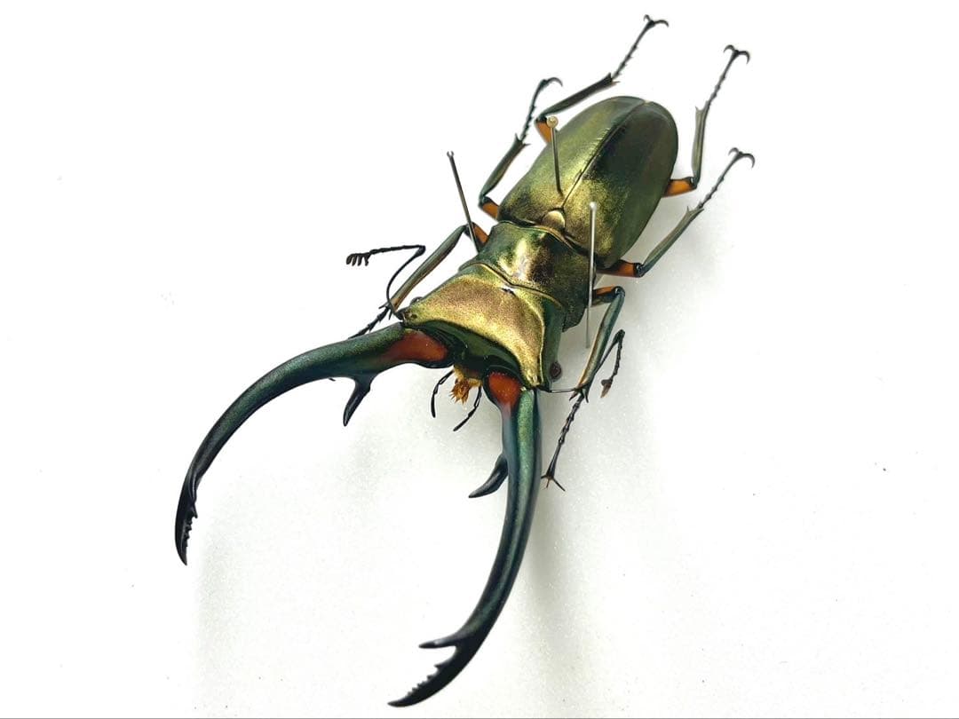 エラフスホソアカクワガタ　標本　89mm