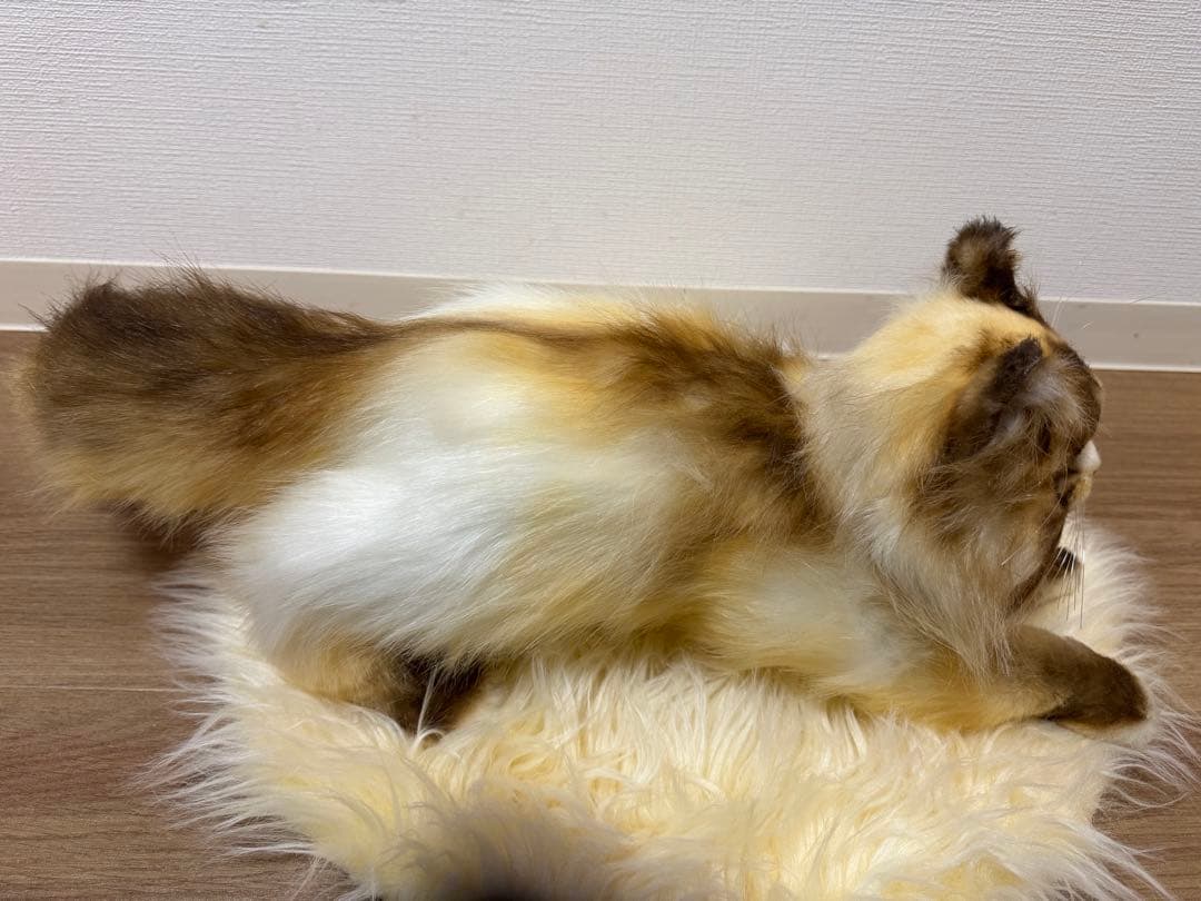 海外作家様作　アートドール　猫　ラグドール