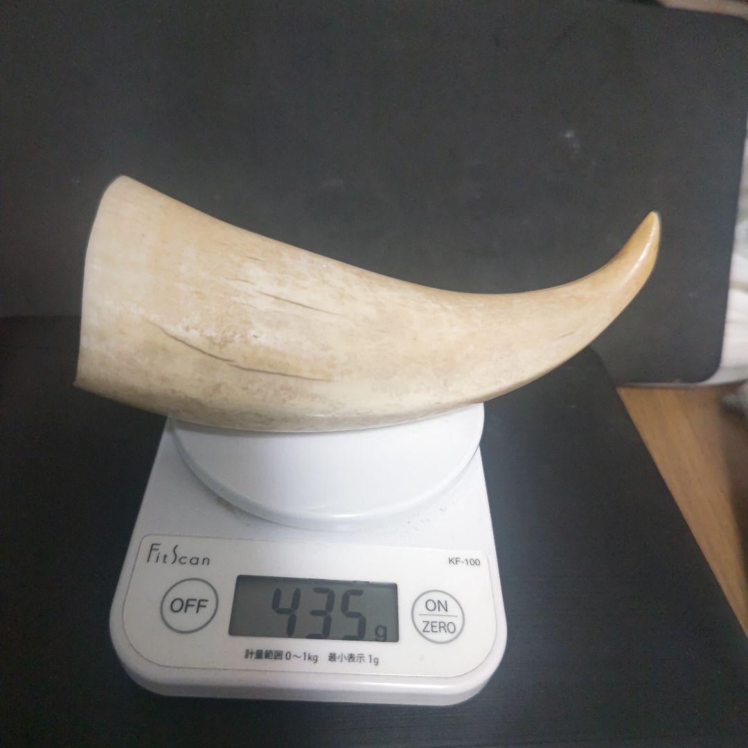 鯨 鯨の歯 マッコウクジラ 鯨歯 2 本