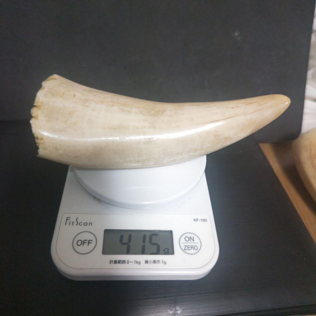 鯨 鯨の歯 マッコウクジラ 鯨歯 2 本