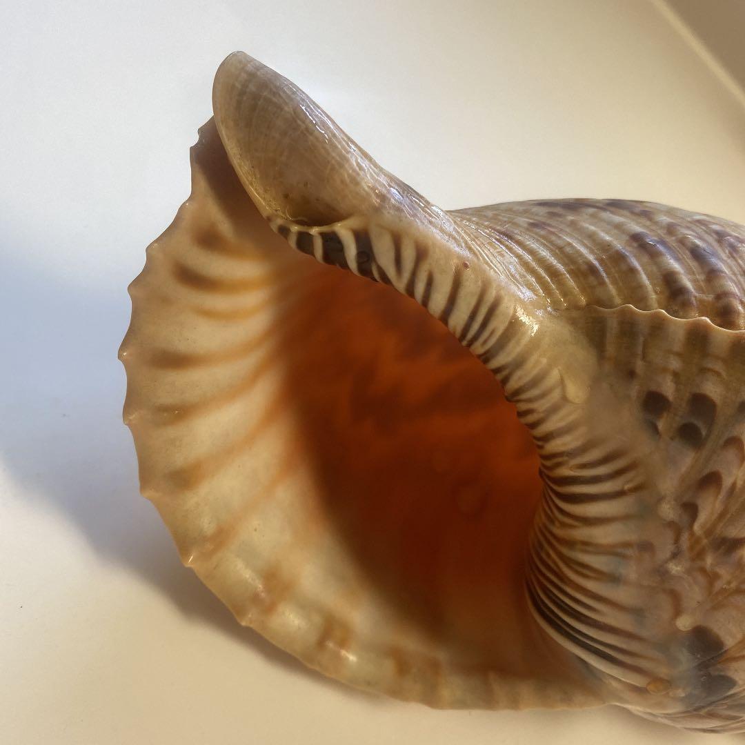ホラ貝　法螺貝　天然　26cm