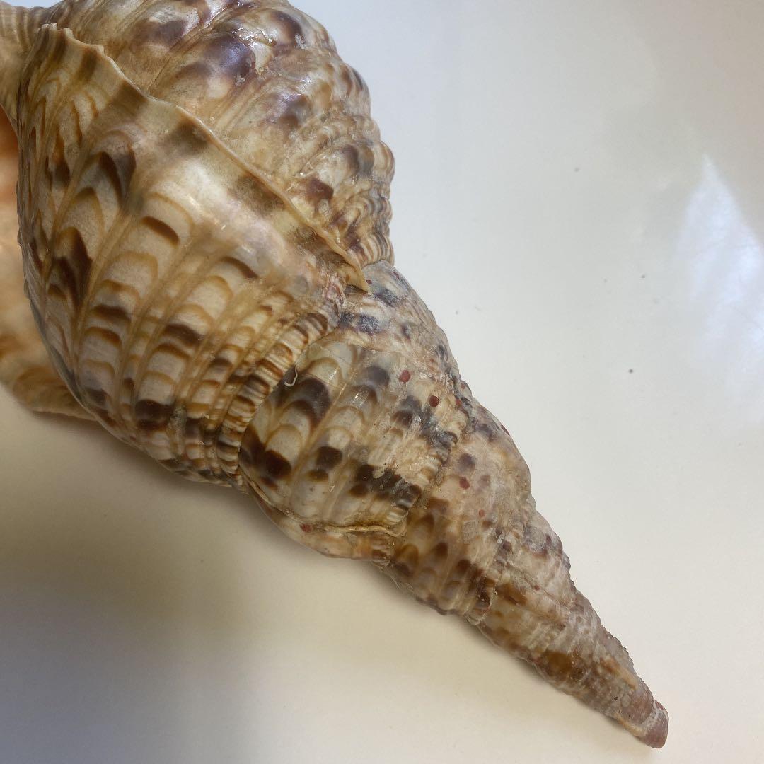 ホラ貝　法螺貝　天然　26cm