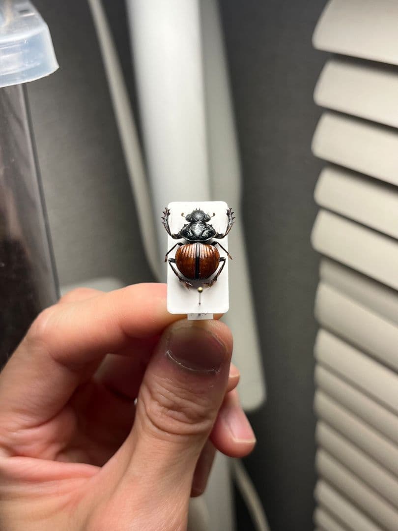 【属内入門種】Pachysoma denticollis パキソマ フンチュウ