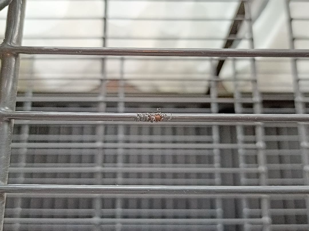 昭和アルミブルーリボン　ネオラック　ガラス温室　引き取り限定　 大阪市港区