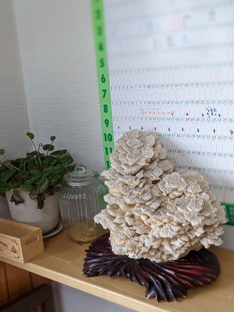 珊瑚礁　海の宝