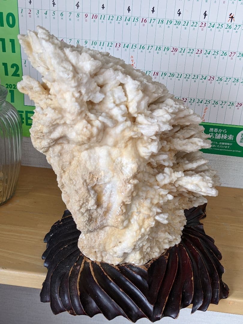 珊瑚礁　海の宝