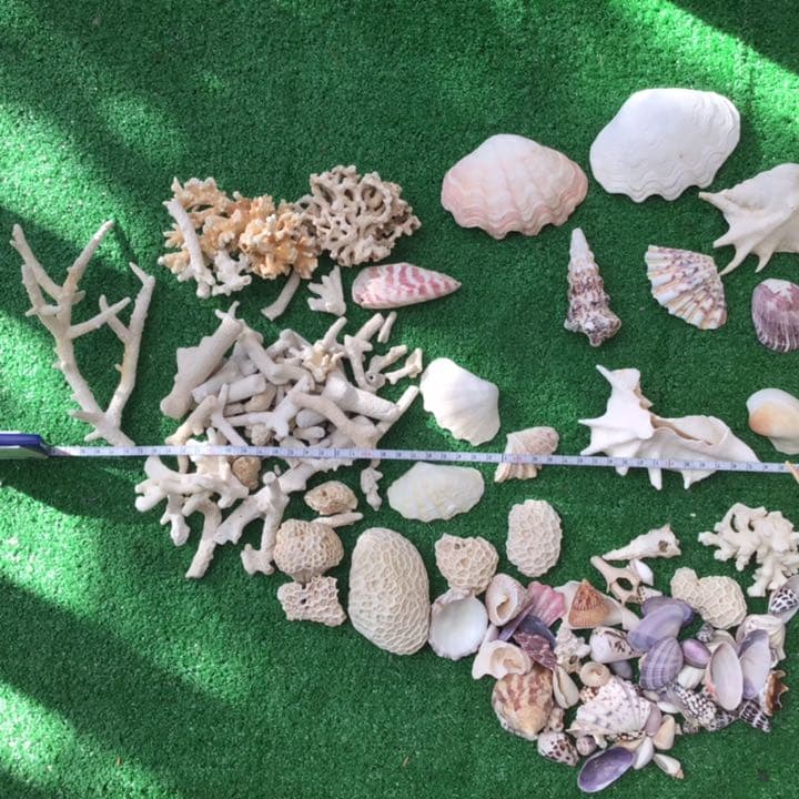 沖縄　石垣島の貝殻