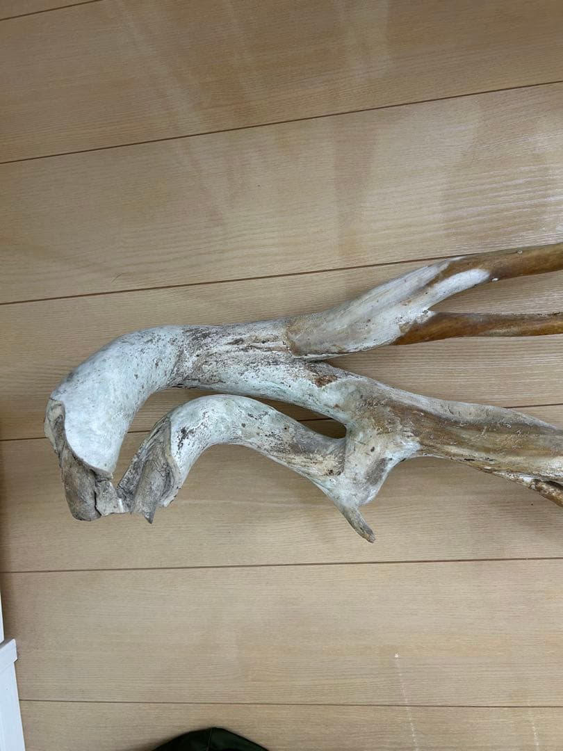 珊瑚　深海松 レインボーコーラル 原木 希少