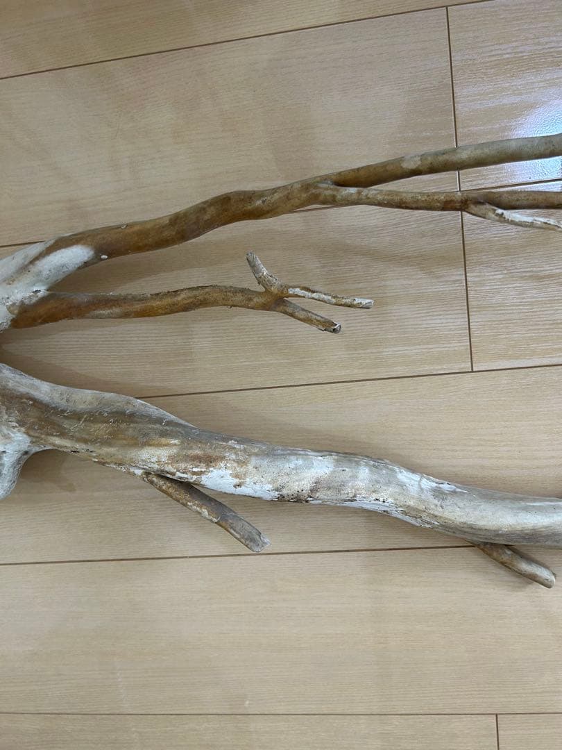 珊瑚　深海松 レインボーコーラル 原木 希少