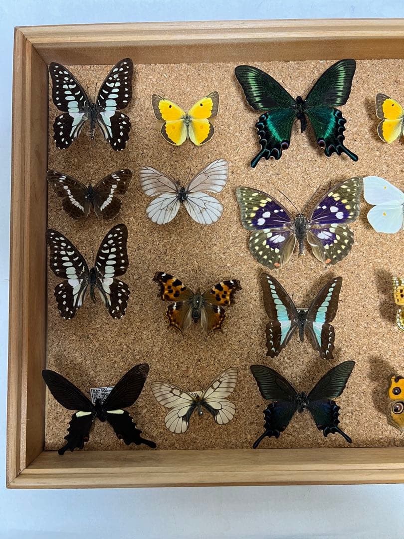 希少蝶の標本 ドイツ木製フレーム付き箱現状品のみ42x32x6cm