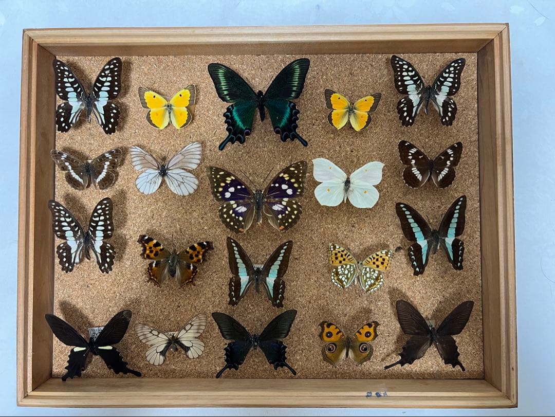 希少蝶の標本 ドイツ木製フレーム付き箱現状品のみ42x32x6cm