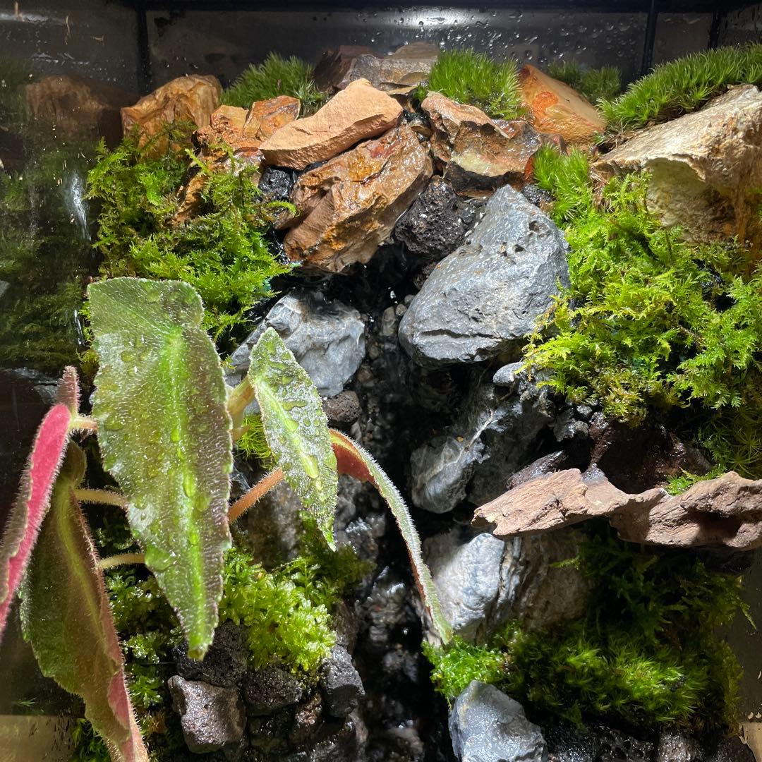 【受注生産】大きな滝のあるアクアテラリウム