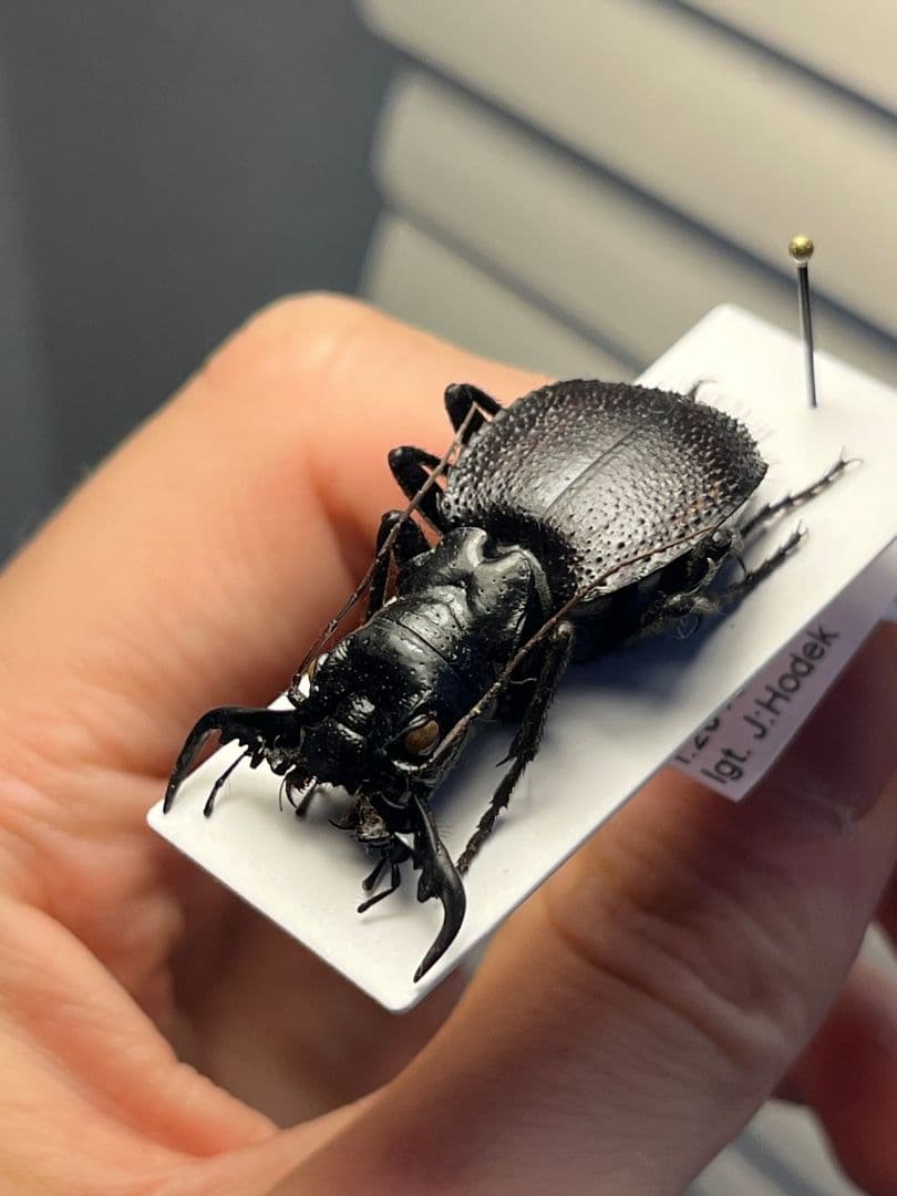 【大閻魔斑猫希少種】オオエンマハンミョウ Manticora 産 昆虫標本