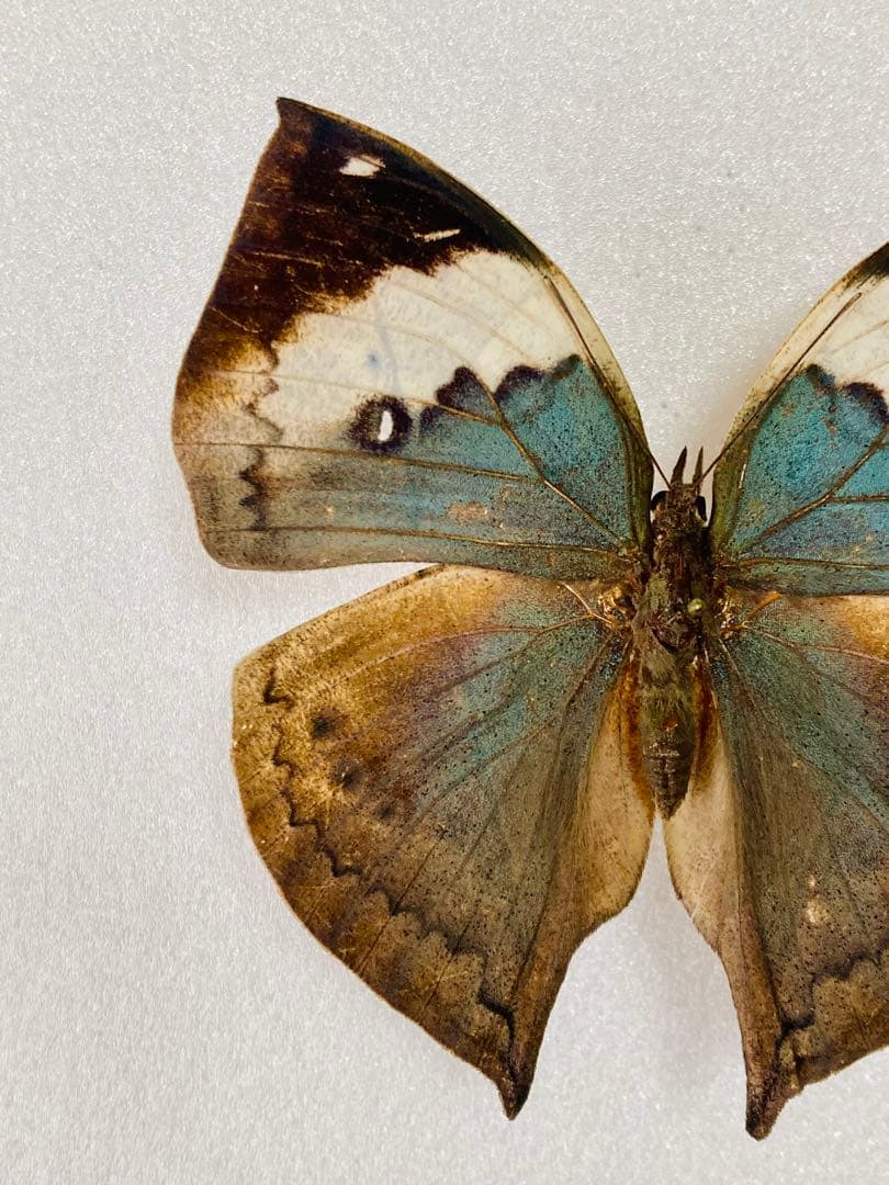 【珍品 現品限り】パラタイプ・コノハチョウ（1オス・タイ産）