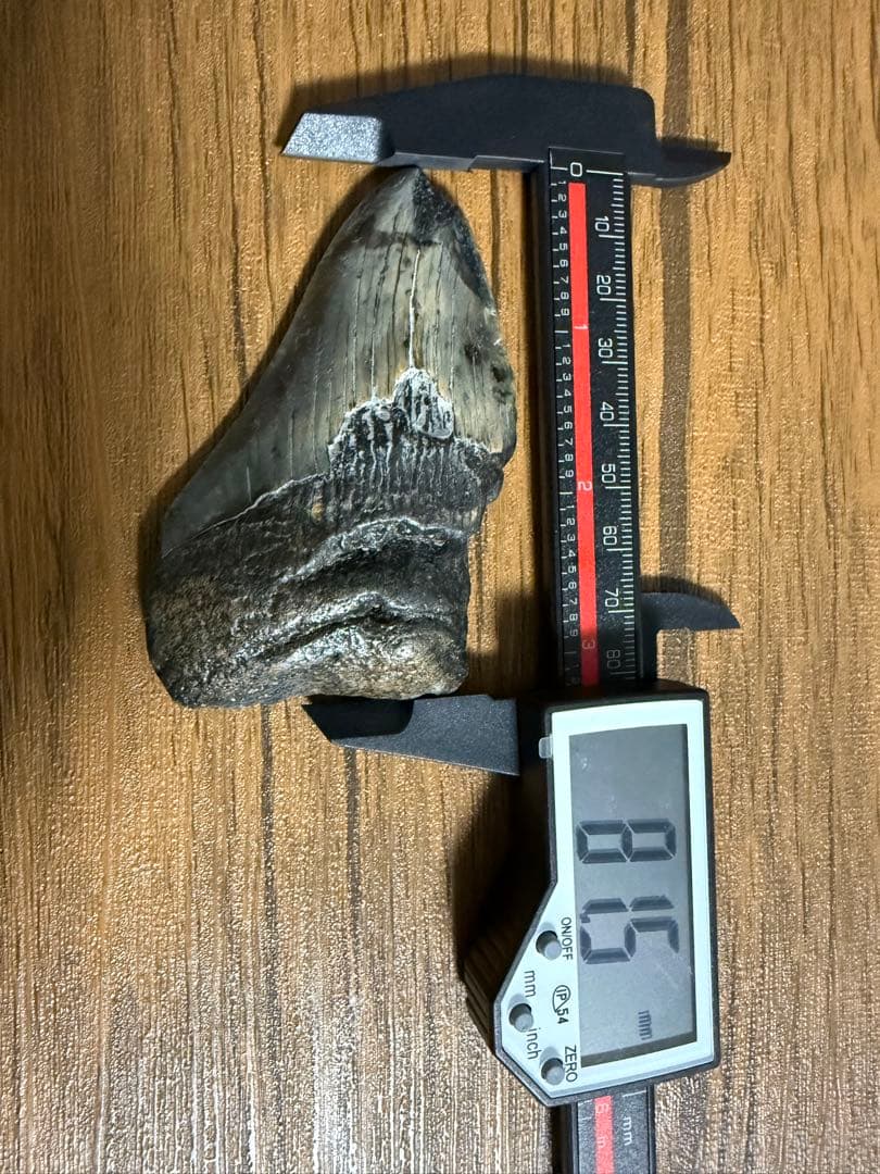 【本物】メガロドン 化石サメの歯