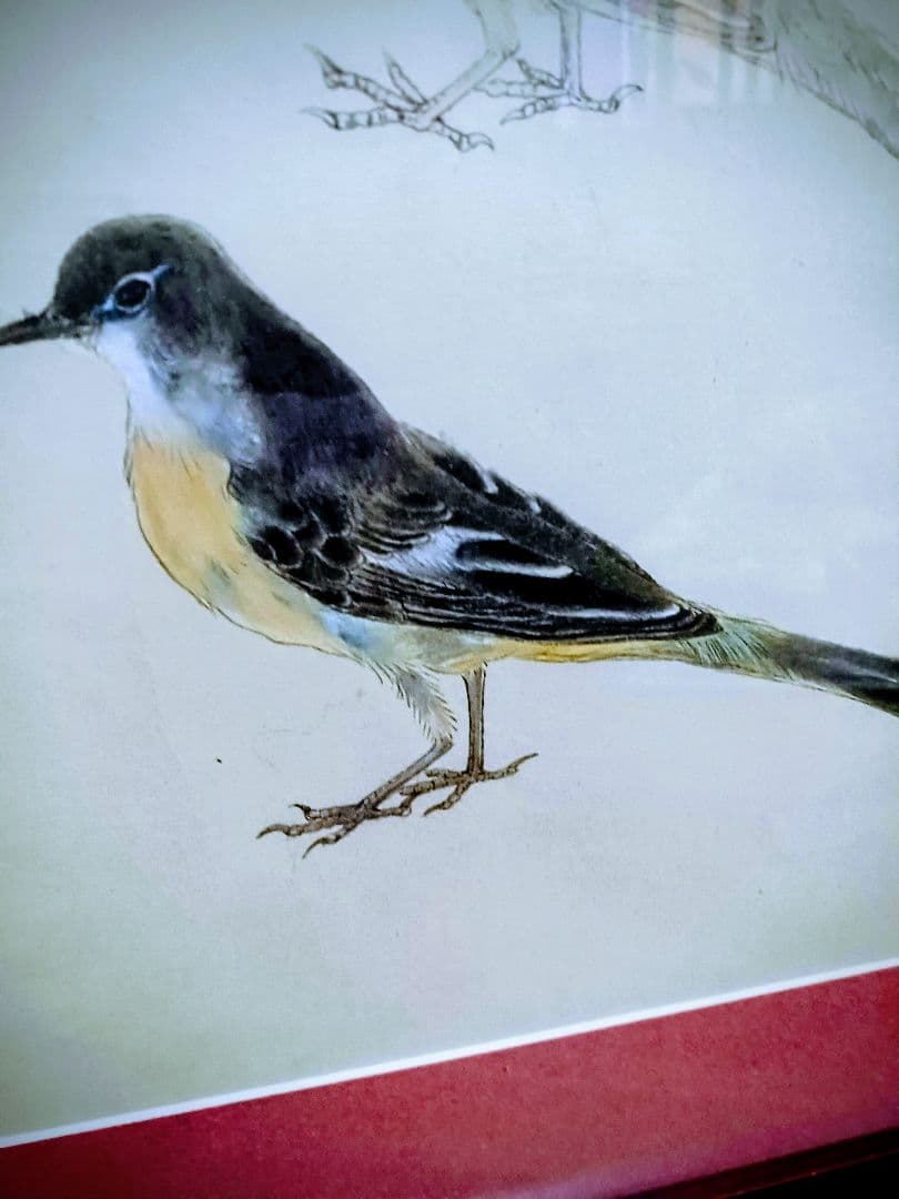 オリジナル原画　E85　 ピンク枠と黒いフレーム付 明治期　キセキレイ　岡嶋正夫