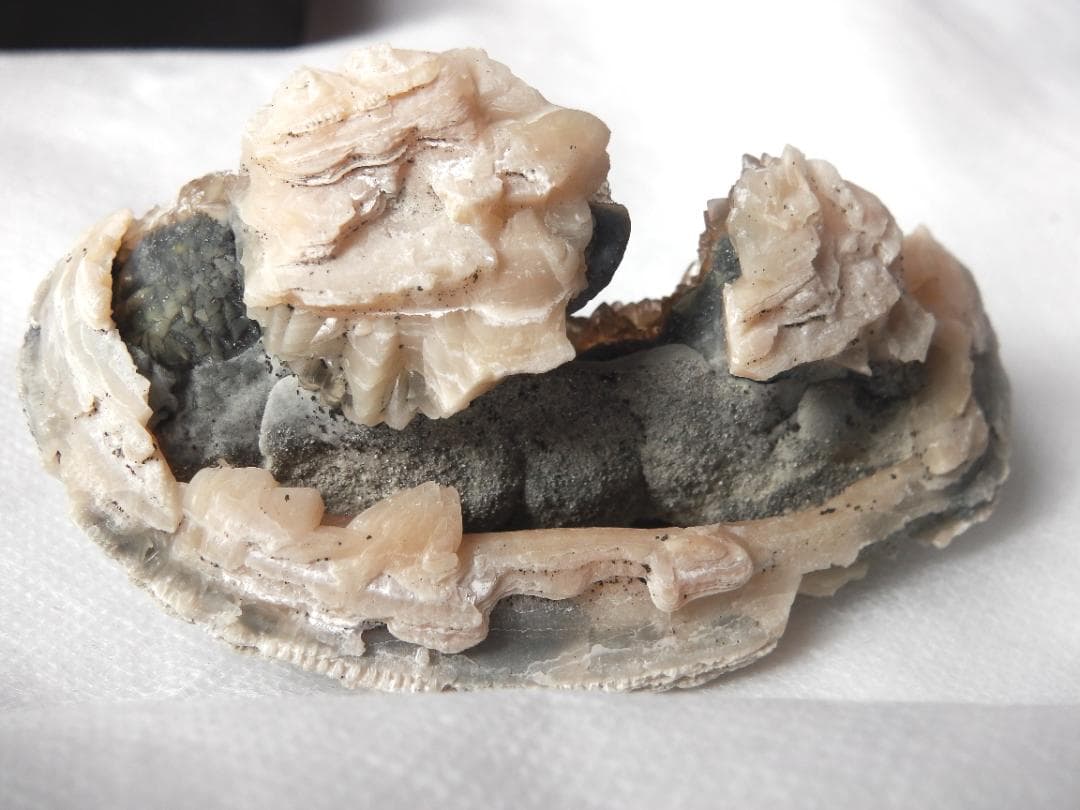 m盆・・・さま専用：方解石化した二枚貝の化石 カルサイト 鉱物標本 蛍光鉱物