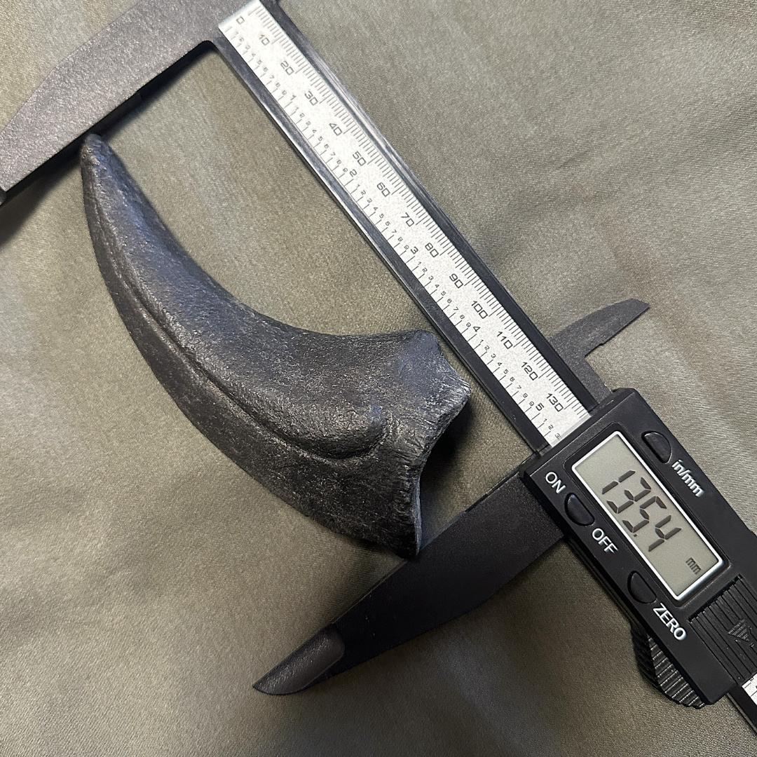 カルカロドントサウルス フットクロウ かぎ爪 化石 肉食恐竜 獣脚類 1515