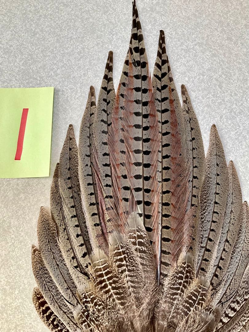 キジ尾羽　①標本