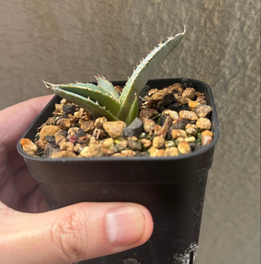 植物育成ライト AMATERAS（アマテラス）20W