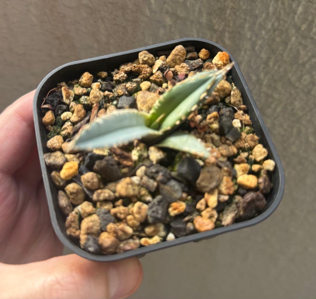 植物育成ライト AMATERAS（アマテラス）20W