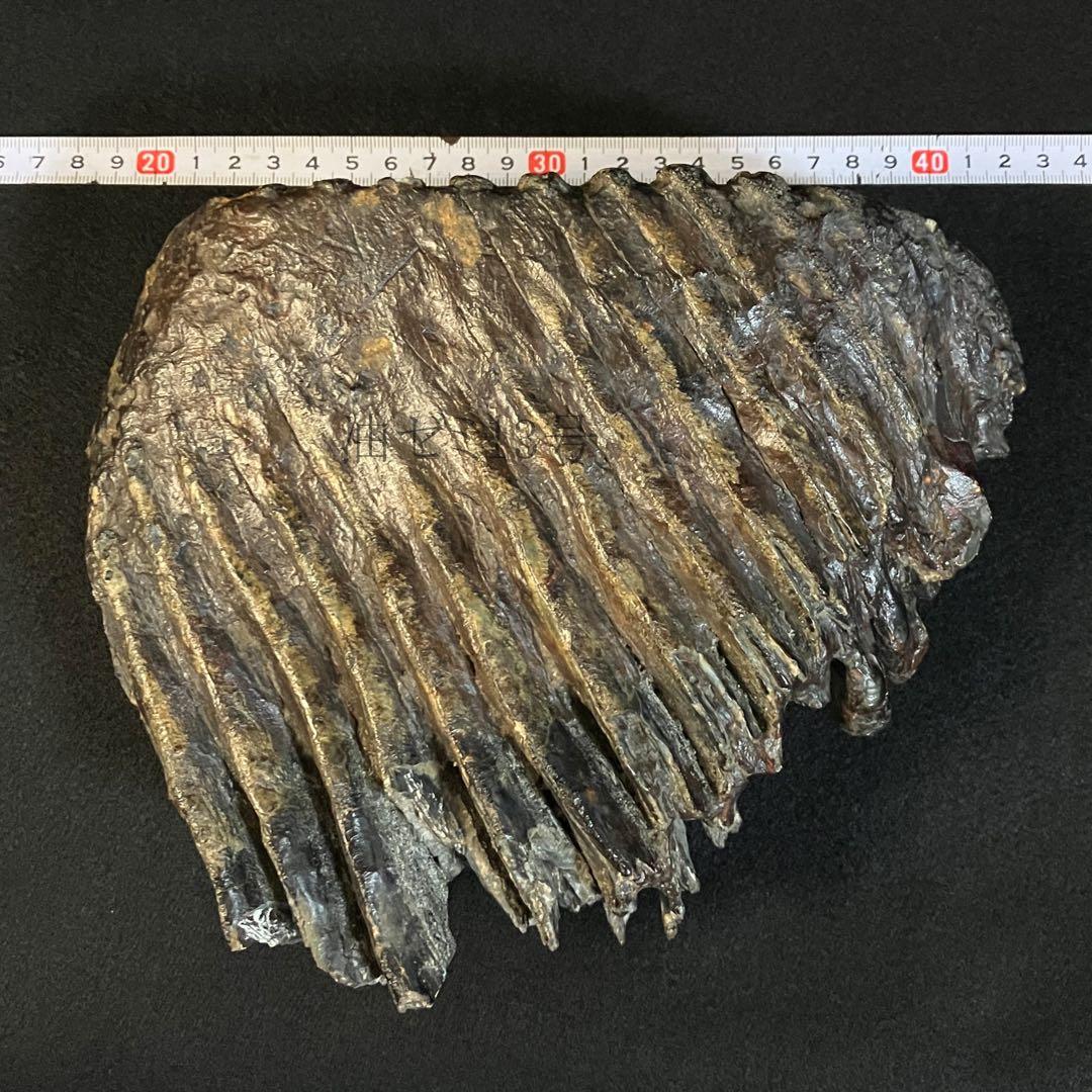 ナウマンゾウ　臼歯　化石