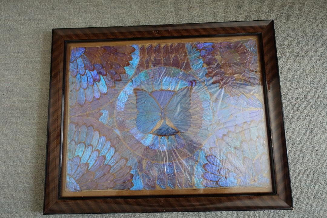 244　蝶羽画　希少 レア 羽根細工 モルフォ蝶 羽アートパネル