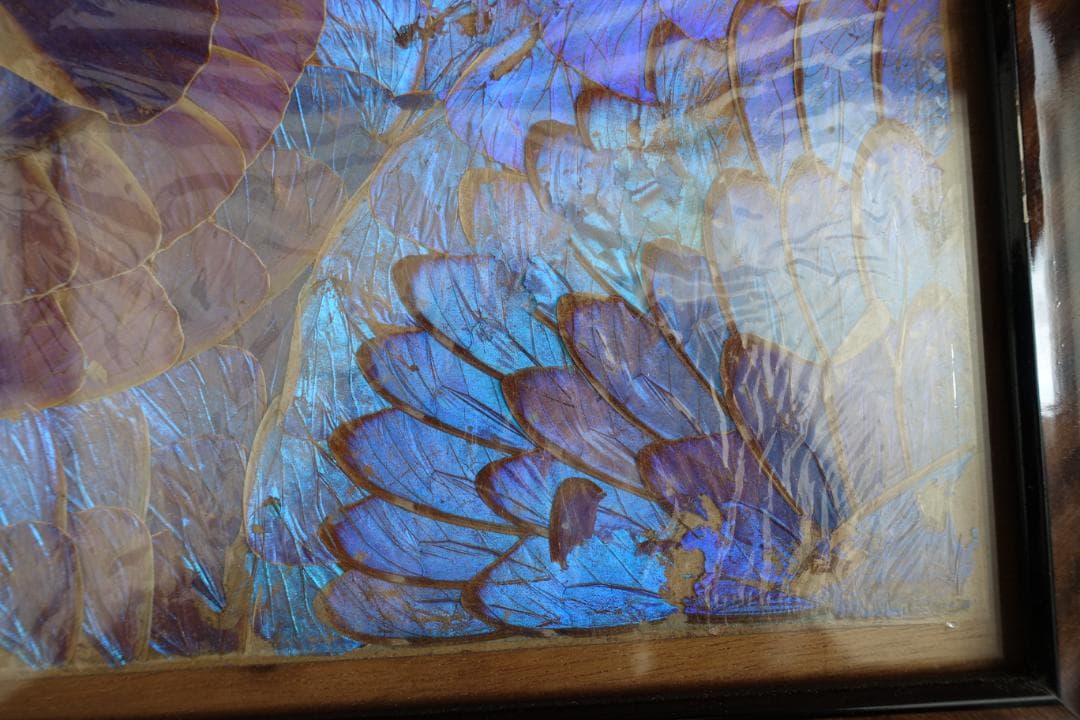 244　蝶羽画　希少 レア 羽根細工 モルフォ蝶 羽アートパネル