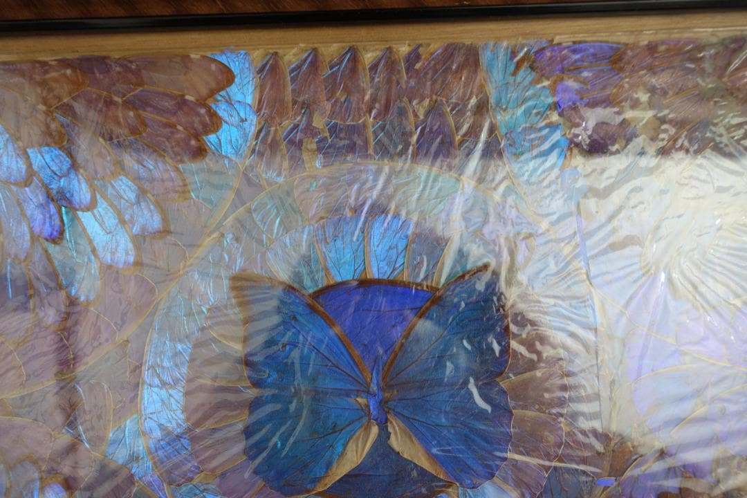244　蝶羽画　希少 レア 羽根細工 モルフォ蝶 羽アートパネル