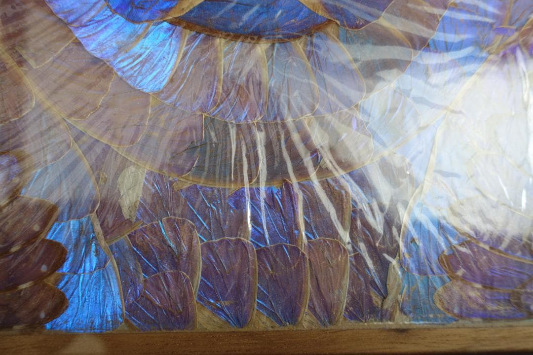 244　蝶羽画　希少 レア 羽根細工 モルフォ蝶 羽アートパネル