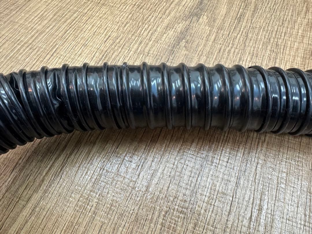 ドラゴンペッカリー