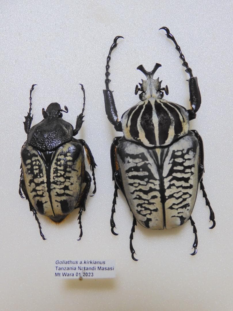 タンザニア産　特大　サザナミオオツノハナムグリ　62mm 45mm