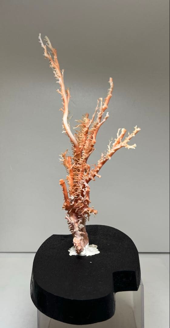 本桃色珊瑚原木　ケース付　東Y7-1209④トヒオ