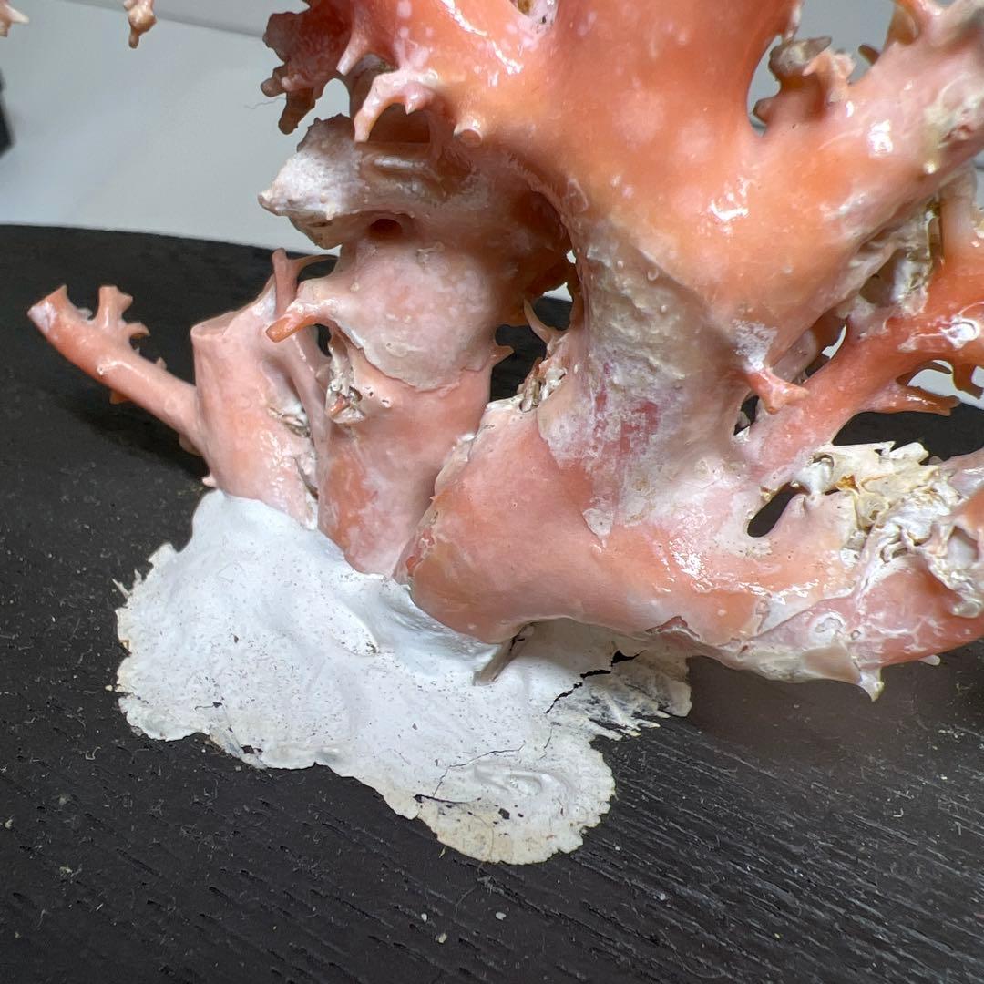 本桃色珊瑚原木　ケース付　東Y7-1209④トヒオ