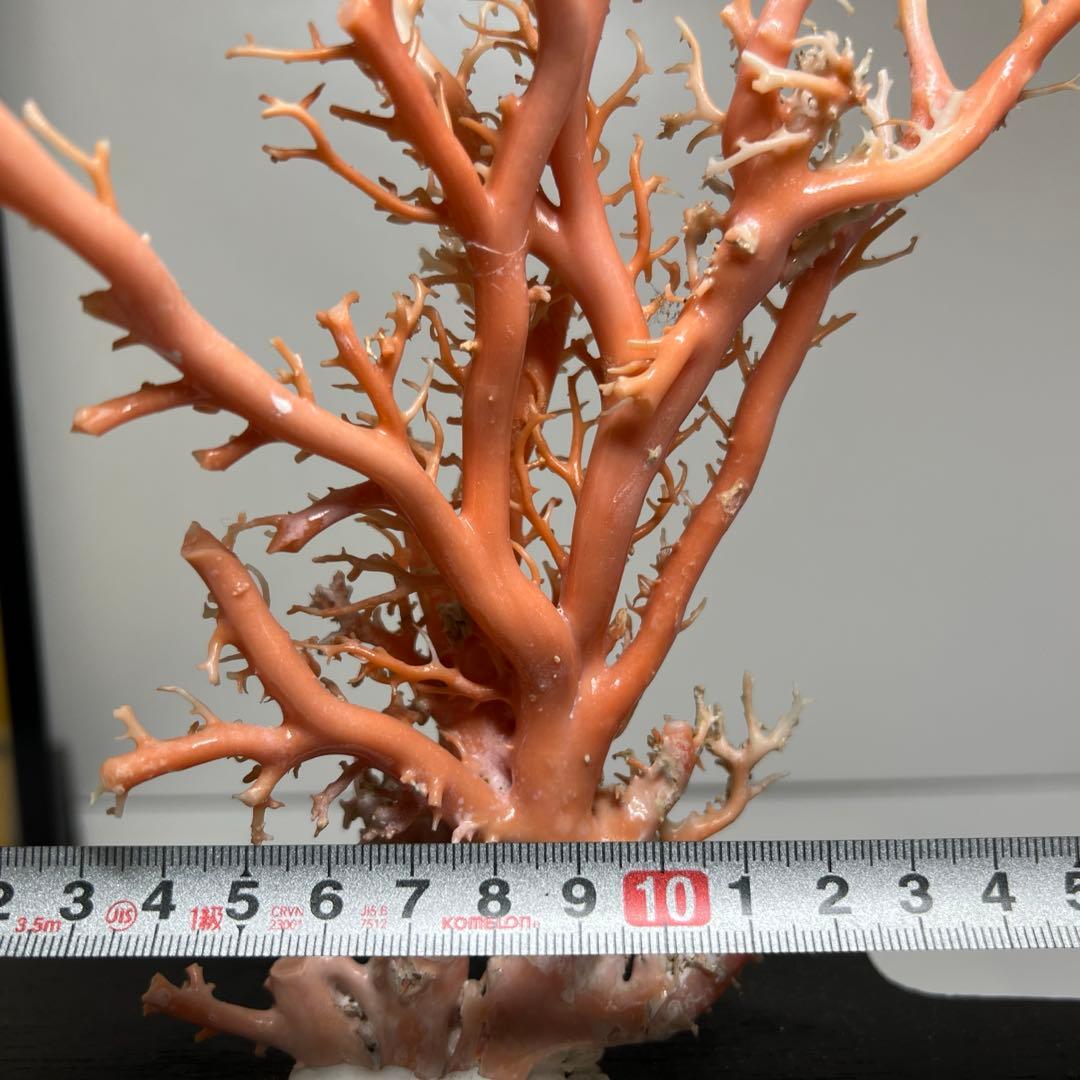 本桃色珊瑚原木　ケース付　東Y7-1209④トヒオ