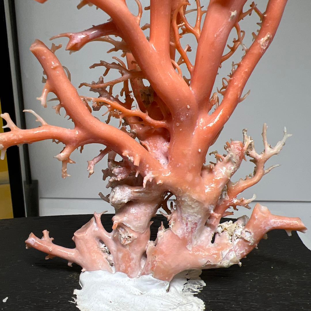 本桃色珊瑚原木　ケース付　東Y7-1209④トヒオ