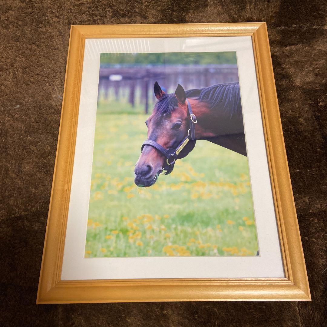 ディープインパクト【生写真】A4サイズ