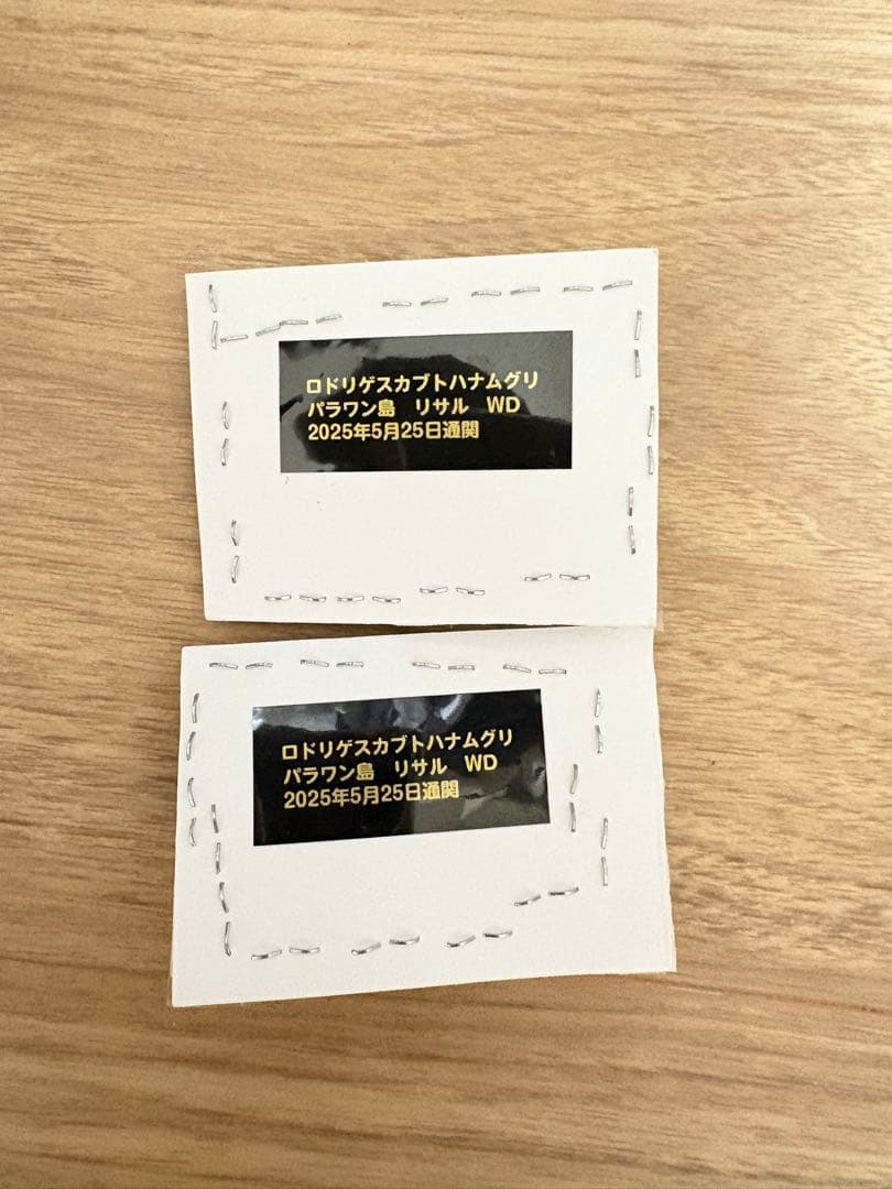 【標本】ロドリゲスカブトハナムグリ　♂20頭セット