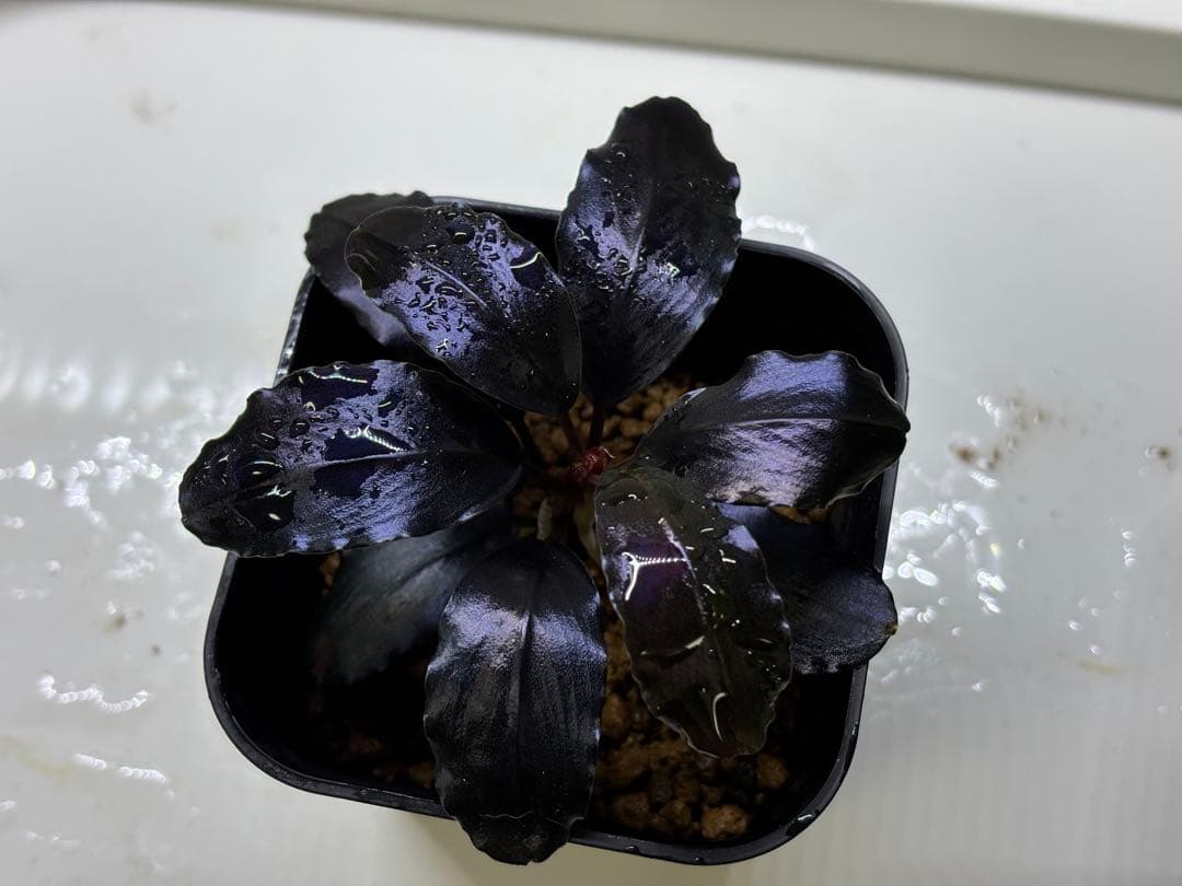 水草 Bucephalandra sp. theia blue