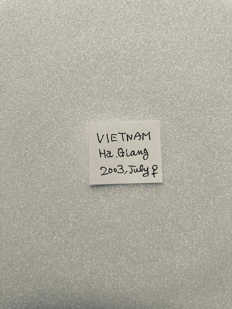 キアゲハ（1メス・ベトナム）