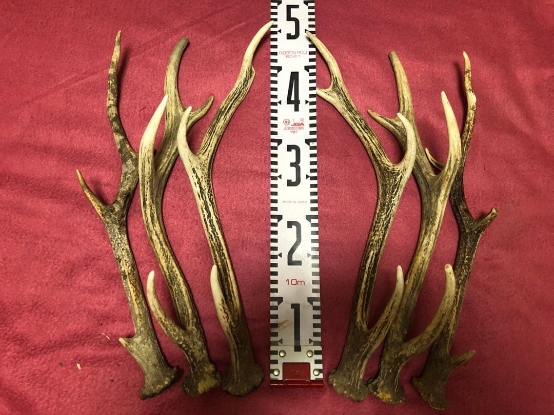 エゾシカ角　中型２１本セット