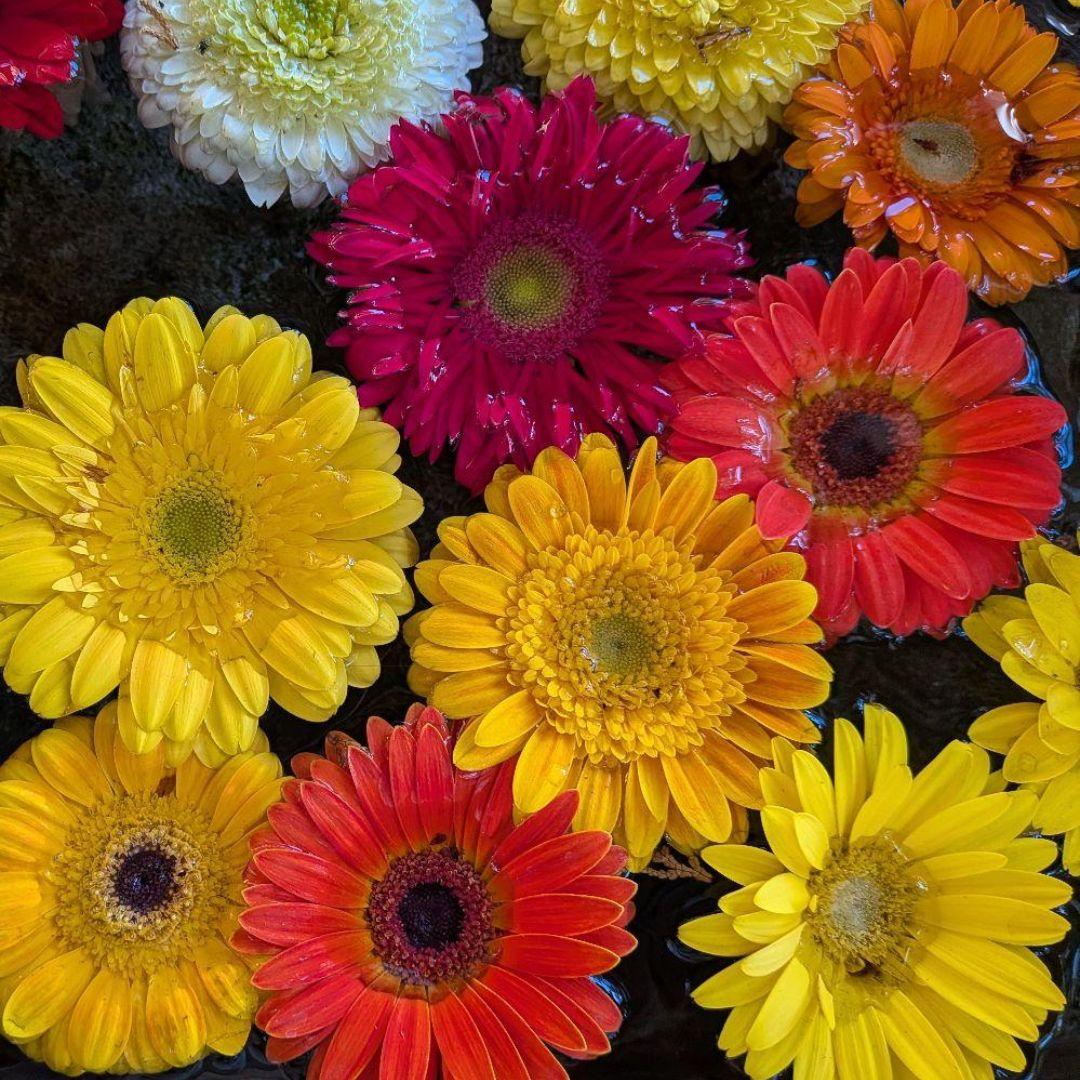 ワンダーフォーゲル1860