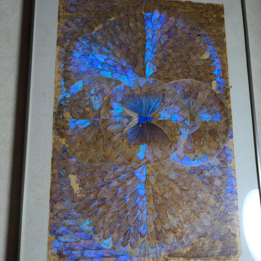 モルフォ蝶額/絵画